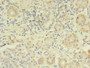 Immunohistochemistry of paraffin-embedded human pancreatic tissue using CAC09831 at dilution of 1:100 Immunohistochemistry of paraffin-embedded human pancreatic tissue using CAC09831 at dilution of 1:100
