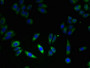 Immunofluorescent analysis of HepG2 cells using CAC09831 at dilution of 1:100 and Alexa Fluor 488-congugated AffiniPure Goat Anti-Rabbit IgG(H+L) Immunofluorescent analysis of HepG2 cells using CAC09831 at dilution of 1:100 and Alexa Fluor 488-congugated AffiniPure Goat Anti-Rabbit IgG(H+L)
