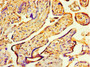 Immunohistochemistry of paraffin-embedded human placenta tissue using CAC09835 at dilution of 1:100