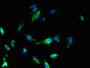 Immunofluorescent analysis of U251 cells using CAC09844 at dilution of 1:100 and Alexa Fluor 488-congugated AffiniPure Goat Anti-Rabbit IgG(H+L)