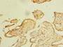 Immunohistochemistry of paraffin-embedded human placenta tissue using CAC09862 at dilution of 1:100
