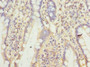 Immunohistochemistry of paraffin-embedded human small intestine tissue using CAC09890 at dilution of 1:100