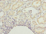 Immunohistochemistry of paraffin-embedded human kidney tissue using CAC09890 at dilution of 1:100