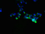 Immunofluorescent analysis of 293 cells using CAC09898 at dilution of 1:100 and Alexa Fluor 488-congugated AffiniPure Goat Anti-Rabbit IgG(H+L)
