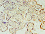 Immunohistochemistry of paraffin-embedded human placenta tissue using CAC09919 at dilution of 1:100