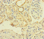 Immunohistochemistry of paraffin-embedded human kidney tissue using CAC09929 at dilution of 1:100 Immunohistochemistry of paraffin-embedded human kidney tissue using CAC09929 at dilution of 1:100