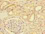 Immunohistochemistry of paraffin-embedded human kidney tissue using CAC09933 at dilution of 1:100 Immunohistochemistry of paraffin-embedded human kidney tissue using CAC09933 at dilution of 1:100