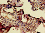 Immunohistochemistry of paraffin-embedded human placenta tissue using CAC09941 at dilution of 1:100 Immunohistochemistry of paraffin-embedded human placenta tissue using CAC09941 at dilution of 1:100