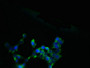 Immunofluorescent analysis of 293 cells using CAC09944 at dilution of 1:100 and Alexa Fluor 488-congugated AffiniPure Goat Anti-Rabbit IgG(H+L) Immunofluorescent analysis of 293 cells using CAC09944 at dilution of 1:100 and Alexa Fluor 488-congugated AffiniPure Goat Anti-Rabbit IgG(H+L)