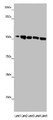 Western blot; All lanes: MINPP1 antibody at 14µg/ml; Lane 1: Jurkat whole cell lysate; Lane 2: U251 whole cell lysate; Lane 3: K562 whole cell lysate; Lane 4: Hela whole cell lysate; Lane 5: HepG2 whole cell lysate; Secondary; Goat polyclonal to rabbit IgG at 1/10000 dilution; Predicted band size: 56, 35, 32, 34 kDa; Observed band size: 56 kDa;
