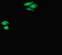 Immunofluorescent analysis of HepG2 cells using CAC09960 at dilution of 1:100 and Alexa Fluor 488-congugated AffiniPure Goat Anti-Rabbit IgG(H+L) Immunofluorescent analysis of HepG2 cells using CAC09960 at dilution of 1:100 and Alexa Fluor 488-congugated AffiniPure Goat Anti-Rabbit IgG(H+L)