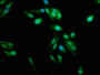 Immunofluorescence staining of Hela cells with CAC09963 at 1:100, counter-stained with DAPI. The cells were fixed in 4% formaldehyde, permeabilized using 0.2% Triton X-100 and blocked in 10% normal Goat Serum. The cells were then incubated with the antibody overnight at 4°C. The secondary antibody was Alexa Fluor 488-congugated AffiniPure Goat Anti-Rabbit IgG(H+L). Immunofluorescence staining of Hela cells with CAC09963 at 1:100, counter-stained with DAPI. The cells were fixed in 4% formaldehyde, permeabilized using 0.2% Triton X-100 and blocked in 10% normal Goat Serum. The cells were then incubated with the antibody overnight at 4°C. The secondary antibody was Alexa Fluor 488-congugated AffiniPure Goat Anti-Rabbit IgG(H+L).