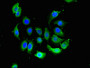 Immunofluorescent analysis of A549 cells using CAC09975 at dilution of 1:100 and Alexa Fluor 488-congugated AffiniPure Goat Anti-Rabbit IgG(H+L) Immunofluorescent analysis of A549 cells using CAC09975 at dilution of 1:100 and Alexa Fluor 488-congugated AffiniPure Goat Anti-Rabbit IgG(H+L)
