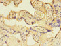 Immunohistochemistry of paraffin-embedded human placenta tissue using CAC09985 at dilution of 1:100 Immunohistochemistry of paraffin-embedded human placenta tissue using CAC09985 at dilution of 1:100
