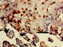 Immunohistochemistry of paraffin-embedded human placenta tissue using CAC09994 at dilution of 1:100 Immunohistochemistry of paraffin-embedded human placenta tissue using CAC09994 at dilution of 1:100