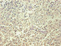 Immunohistochemical of paraffin-embedded human spleen organization using CAC10257 at dilution of 1:200
