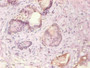 Immunohistochemical of paraffin-embedded human prostate tissue using CAC10264 at dilution of 1:200