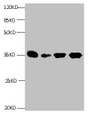 All lanes: Mouse anti- Human Insulin-like growth factor-binding protein 1 monoclonal antibody at 1ug/ml; Lane 1:Pyrolysis liquid human placental tissue 7.5ug/ml; Lane 2:Pyrolysis liquid human placental tissue 3.25ug/ml; Lane 3:IGFBP1 transfected SF9 cell lysate; Lane 4:human amniotic fluid; Secondary Goat polyclonal to Mouse IgG at 1/5000 dilution; Predicted band size : 28kd; Observed band size : 35kd;