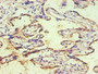 Immunohistochemical of paraffin-embedded human placenta tissue using CAC10268 (2E11-2B5) at dilution of 1:200.