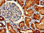 Immunohistochemistry of paraffin-embedded human kidney tissue using CAC10269 at dilution of 1:100