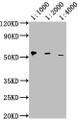 Western Blot; ,Positive WB detected in: Hela whole cell lysate; ,All lanes: PD-L1 antibody at 1:1000, 1:2000, 1:4000; ,Secondary; ,Goat polyclonal to Mouse IgG at 1/10000 dilution; ,Predicted band size: 33 kDa; ,Observed band size: 55 kDa;