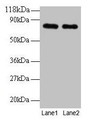 Western blot; All lanes: Rat Transferrin antibody at 2µg/ml; Lane 1: Rat Transferrin at 0.2 mg; Lane 2: Rat Transferrin at 0.1 mg; Secondary; Goat polyclonal to rabbit IgG at 1/15000 dilution; Predicted band size: 77, 55 kDa; Observed band size: 77 kDa