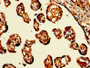 IHC image diluted at 1:300 and staining in paraffin-embedded human placenta tissue performed on a Leica BondTM system. After dewaxing and hydration, antigen retrieval was mediated by high pressure in a citrate buffer (pH 6.0). Section was blocked with 10% normal goat serum 30min at RT. Then primary antibody (1% BSA) was incubated at 4°C overnight. The primary is detected by a biotinylated secondary antibody and visualized using an HRP conjugated SP system.