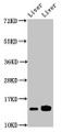 Western Blot; Positive WB detected in: Mouse liver tissue, Rat liver tissue; All lanes: HIST1H2BB antibody at 2.8µg/ml; Secondary; Goat polyclonal to rabbit IgG at 1/50000 dilution; Predicted band size: 14 kDa; Observed band size: 14 kDa