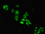 Immunofluorescent analysis of PC-3 cells using CAC10369 at dilution of 1:266 and Alexa Fluor 488-congugated AffiniPure Goat Anti-Rabbit IgG(H+L)