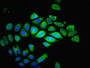 Immunofluorescent analysis of A549 cells using CAC10372 at dilution of 1:100 and Alexa Fluor 488-congugated AffiniPure Goat Anti-Rabbit IgG(H+L)