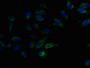 Immunofluorescent analysis of Hela cells using CAC10373 at dilution of 1:100 and Alexa Fluor 488-congugated AffiniPure Goat Anti-Rabbit IgG(H+L)