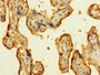 Immunohistochemistry of paraffin-embedded human placenta tissue using CAC10374 at dilution of 1:100