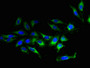 Immunofluorescent analysis of Hela cells using CAC10388 at dilution of 1:100 and Alexa Fluor 488-congugated AffiniPure Goat Anti-Rabbit IgG(H+L)