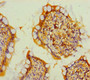 Immunohistochemistry of paraffin-embedded human small intestine tissue using CAC10388 at dilution of 1:100