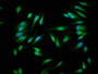 Immunofluorescence staining of Hela cells with CAC10393 at 1:266, counter-stained with DAPI. The cells were fixed in 4% formaldehyde, permeabilized using 0.2% Triton X-100 and blocked in 10% normal Goat Serum. The cells were then incubated with the antibody overnight at 4°C. The secondary antibody was Alexa Fluor 488-congugated AffiniPure Goat Anti-Rabbit IgG(H+L). Immunofluorescence staining of Hela cells with CAC10393 at 1:266, counter-stained with DAPI. The cells were fixed in 4% formaldehyde, permeabilized using 0.2% Triton X-100 and blocked in 10% normal Goat Serum. The cells were then incubated with the antibody overnight at 4°C. The secondary antibody was Alexa Fluor 488-congugated AffiniPure Goat Anti-Rabbit IgG(H+L).