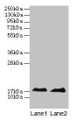 Western blot; All lanes: MB antibody at 2µg/ml; Lane 1: Rat skeletal muscle tissue; Lane 2: Mouse heart tissue; Secondary; Goat polyclonal to rabbit IgG at 1/10000 dilution; Predicted band size: 18 kDa; Observed band size: 18 kDa