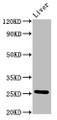 Western Blot; Positive WB detected in: Rat liver tissue; All lanes: Vegfa antibody at 4.8µg/ml; Secondary; Goat polyclonal to rabbit IgG at 1/50000 dilution; Predicted band size: 26, 23, 21, 18 kDa; Observed band size: 26 kDa