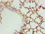 Immunohistochemistry of paraffin-embedded mouse lung tissue using CAC10402 at dilution of 1:100