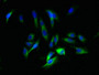 Immunofluorescent analysis of Hela cells using CAC10409 at dilution of 1:100 and Alexa Fluor 488-congugated AffiniPure Goat Anti-Rabbit IgG(H+L)