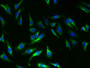 Immunofluorescent analysis of Hela cells using CAC10411 at dilution of 1:100 and Alexa Fluor 488-congugated AffiniPure Goat Anti-Rabbit IgG(H+L)