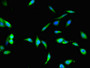 Immunofluorescent analysis of Hela cells using CAC10416 at dilution of 1:100 and Alexa Fluor 488-congugated AffiniPure Goat Anti-Rabbit IgG(H+L)