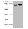 Western blot; All lanes: Lysine decarboxylase, constitutive antibody at 2µg/ml + DH5a whole cell lysate; Secondary; Goat polyclonal to rabbit IgG at 1/10000 dilution; Predicted band size: 81 kDa; Observed band size: 81 kDa;
