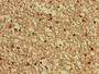 Immunohistochemistry of paraffin-embedded human brain tissue using CAC10438 at dilution of 1:100