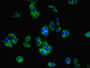 Immunofluorescent analysis of HepG2 cells using CAC10455 at dilution of 1:100 and Alexa Fluor 488-congugated AffiniPure Goat Anti-Rabbit IgG(H+L)