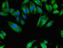 Immunofluorescent analysis of Hela cells using CAC10458 at dilution of 1:100 and Alexa Fluor 488-congugated AffiniPure Goat Anti-Rabbit IgG(H+L)
