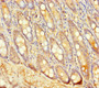 Immunohistochemistry of paraffin-embedded human small intestine tissue using CAC10472 at dilution of 1:100