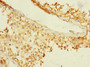 Immunohistochemistry of paraffin-embedded human testis tissue using CAC10475 at dilution of 1:100