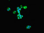 Immunofluorescence staining of PC-3 cells with CAC10480 at 1:233, counter-stained with DAPI. The cells were fixed in 4% formaldehyde, permeabilized using 0.2% Triton X-100 and blocked in 10% normal Goat Serum. The cells were then incubated with the antibody overnight at 4°C. The secondary antibody was Alexa Fluor 488-congugated AffiniPure Goat Anti-Rabbit IgG(H+L).