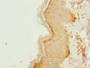 Immunohistochemistry of paraffin-embedded human skin tissue using CAC10488 at dilution of 1:100