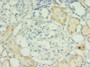 Immunohistochemistry of paraffin-embedded human kidney tissue using CAC10498 at dilution of 1:100 Immunohistochemistry of paraffin-embedded human kidney tissue using CAC10498 at dilution of 1:100